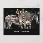 Grevy's Zebras Briefkaart (Voorkant)