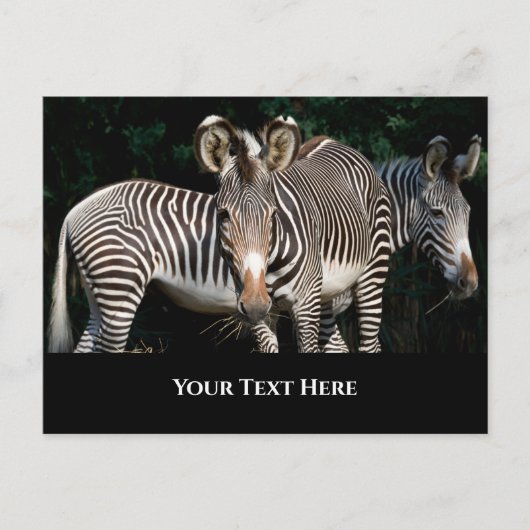 Grevy's Zebras Briefkaart (Voorkant)