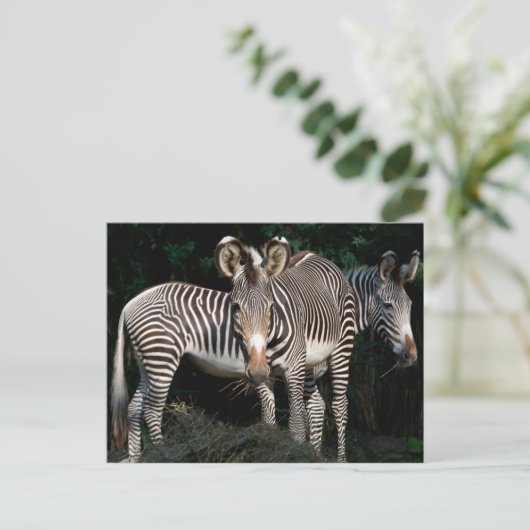 Grevy's Zebras Briefkaart (Staand voorkant)