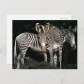 Grevy's Zebras Briefkaart (Voorkant / Achterkant)