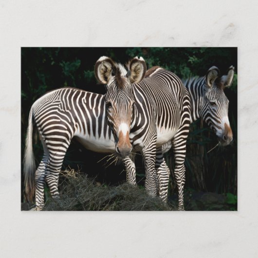 Grevy's Zebras Briefkaart (Voorkant)