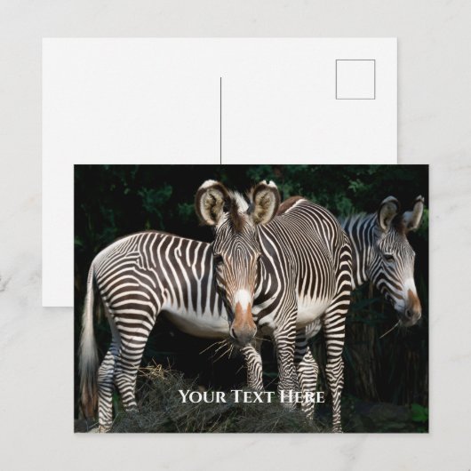 Grevy's Zebras Briefkaart (Voorkant / Achterkant)