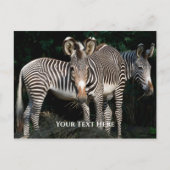 Grevy's Zebras Briefkaart (Voorkant)