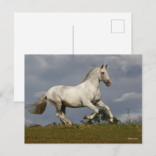 Grey Andalucian Stallion die tegen Sky loopt Briefkaart (Voorkant / Achterkant)
