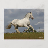Grey Andalucian Stallion die tegen Sky loopt Briefkaart (Voorkant)