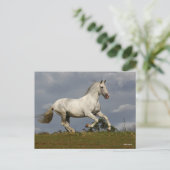 Grey Andalucian Stallion die tegen Sky loopt Briefkaart (Staand voorkant)