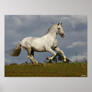 Grey Andalucian Stallion die tegen Sky loopt Poster