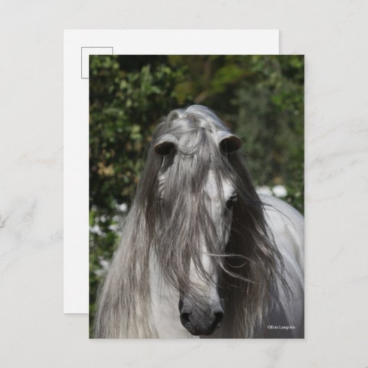 Grey Andalucian Stallion Headshot Long Mane Briefkaart (Voorkant / Achterkant)