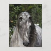 Grey Andalucian Stallion Headshot Long Mane Briefkaart (Voorkant)