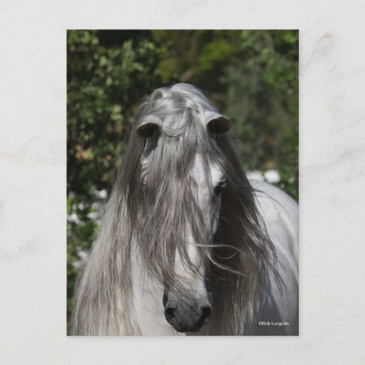 Grey Andalucian Stallion Headshot Long Mane Briefkaart (Voorkant)