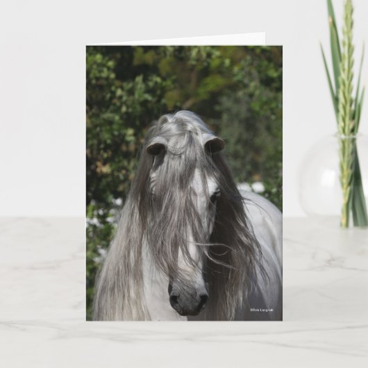 Grey Andalucian Stallion Headshot Long Mane Kaart (Voorkant)