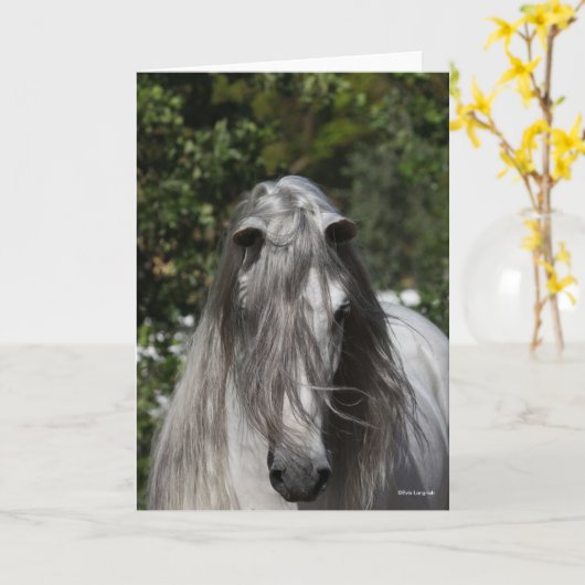 Grey Andalucian Stallion Headshot Long Mane Kaart (Gele Bloem)