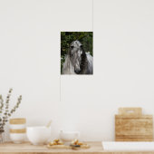 Grey Andalucian Stallion Headshot Long Mane Poster (Keuken)
