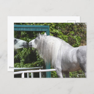 Grey Andalucian Stallion op zoek naar Mirror Briefkaart