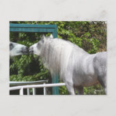 Grey Andalucian Stallion op zoek naar Mirror Briefkaart (Voorkant)