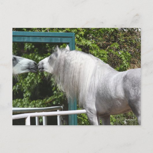 Grey Andalucian Stallion op zoek naar Mirror Briefkaart (Voorkant)