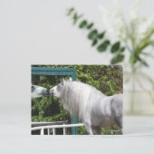 Grey Andalucian Stallion op zoek naar Mirror Briefkaart (Staand voorkant)