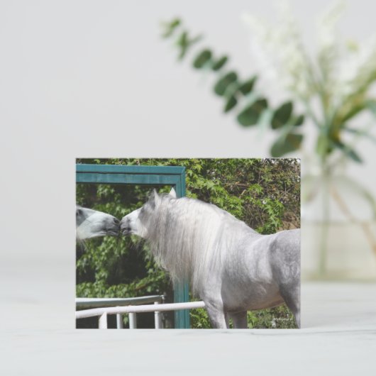 Grey Andalucian Stallion op zoek naar Mirror Briefkaart (Staand voorkant)