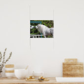 Grey Andalucian Stallion op zoek naar Mirror Poster (Keuken)