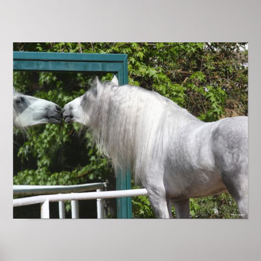 Grey Andalucian Stallion op zoek naar Mirror Poster (Voorkant)
