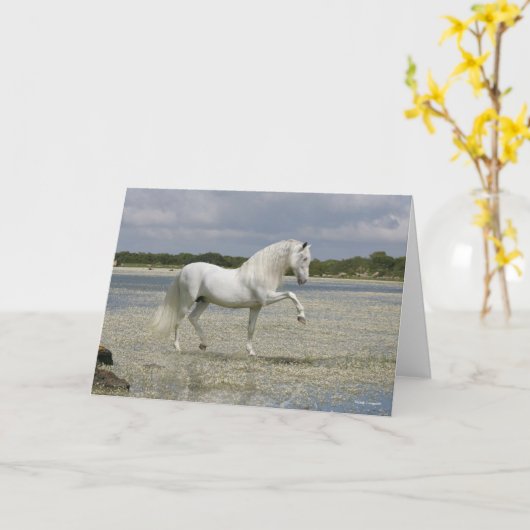 Grey Andalucian Stallion Standing In Lake Kaart (Gele Bloem)