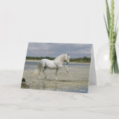 Grey Andalucian Stallion Standing In Lake Kaart (Voorkant)