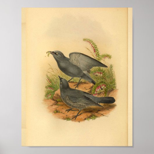 Grey Bruijn's Cuckoo Shrike Bird  Print (Voorkant)