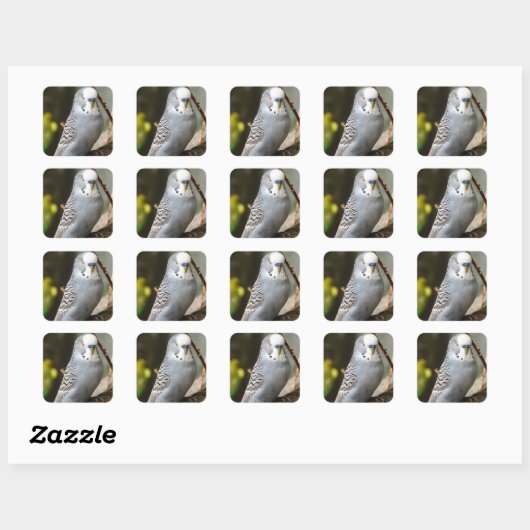 Grey Budgie Bird Vierkante Sticker (Vel)