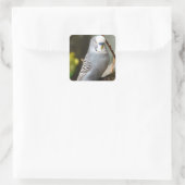 Grey Budgie Bird Vierkante Sticker (Tas)