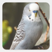 Grey Budgie Bird Vierkante Sticker (Voorkant)