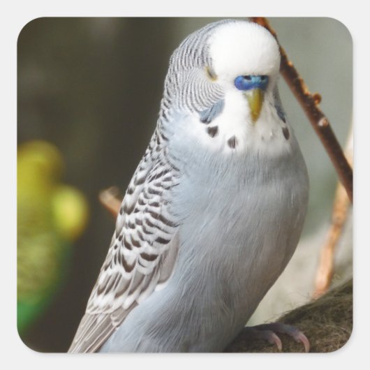 Grey Budgie Bird Vierkante Sticker (Voorkant)