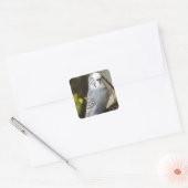 Grey Budgie Bird Vierkante Sticker (Envelop)