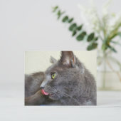 Grey cat briefkaart (Staand voorkant)