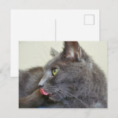 Grey cat briefkaart (Voorkant / Achterkant)