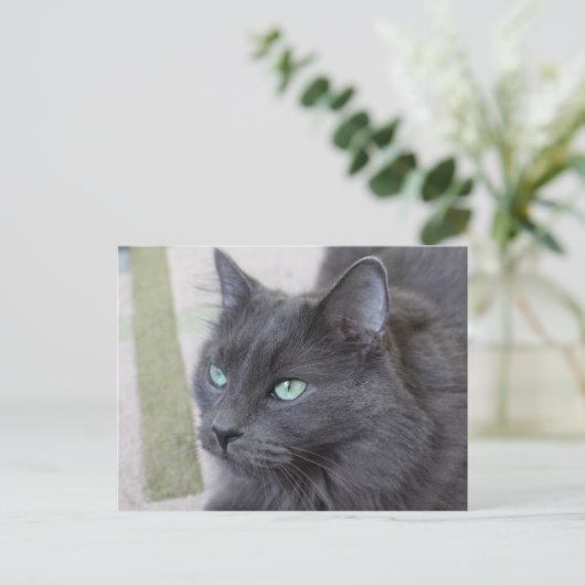 Grey cat briefkaart (Staand voorkant)