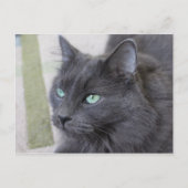 Grey cat briefkaart (Voorkant)
