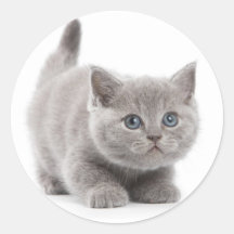 Grey Cat Classic Ronde Sticker