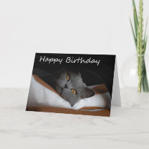 Grey Cat Happy Birthday Kaart