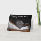 Grey Cat Happy Birthday Kaart (Voorkant)