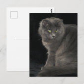 Grey Cat Long Hair Russisch Blauw Kat Kitten Cute Briefkaart (Voorkant / Achterkant)