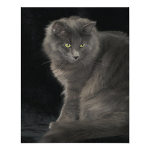 Grey Cat Long Hair Russisch Blauw Kat Kitten Cute Foto Afdruk