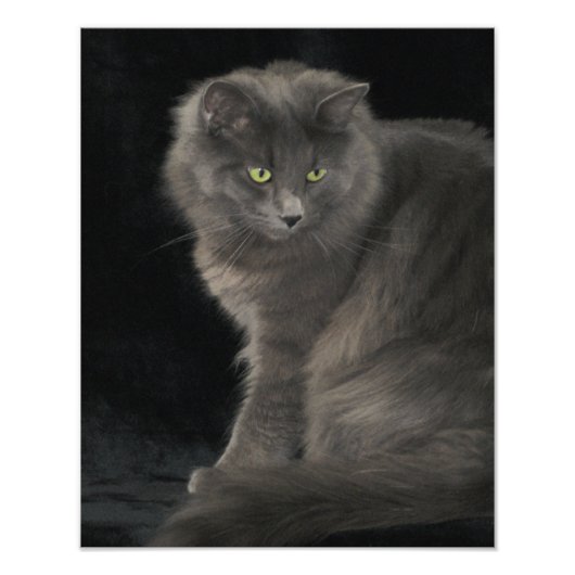 Grey Cat Long Hair Russisch Blauw Kat Kitten Cute Foto Afdruk (Voorkant)