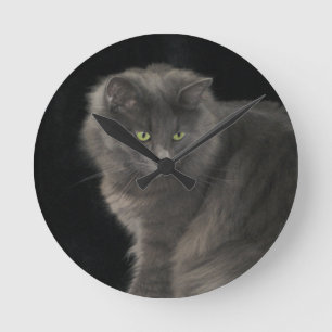 Grey Cat Long Hair Russisch Blauw Kat Kitten Cute Ronde Klok