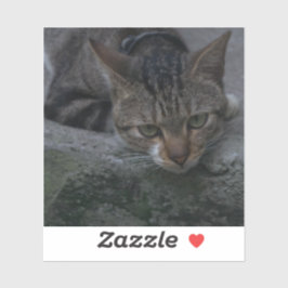 Grey Cat Looking Sticker