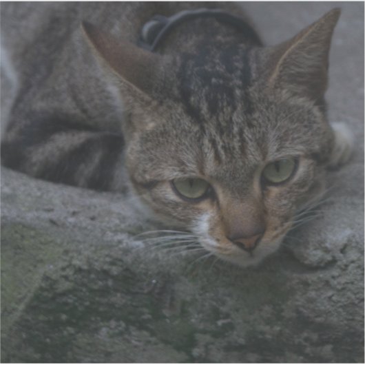 Grey Cat Looking Sticker (Voorkant)