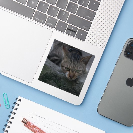 Grey Cat Looking Sticker (Laptop met iPhone)