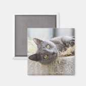 Grey Cat Lying in Pot, Olargues, Herault, Frankrij Magneet (Voorkant / Achterkant)