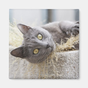 Grey Cat Lying in Pot, Olargues, Herault, Frankrij Magneet
