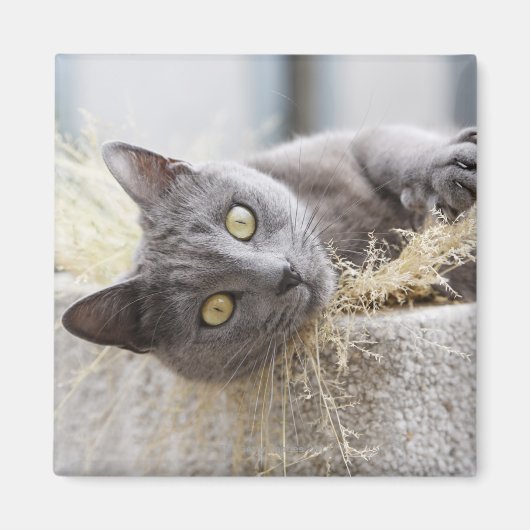 Grey Cat Lying in Pot, Olargues, Herault, Frankrij Magneet (Voorkant)