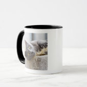 Grey Cat Lying in Pot, Olargues, Herault, Frankrij Mok (Voorkant links)